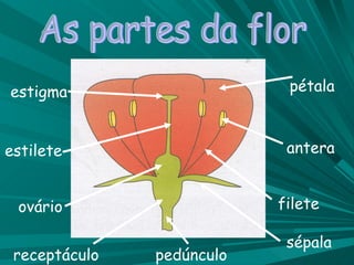 As partes da flor estigma estilete ovário antera filete pétala sépala pedúnculo receptáculo 