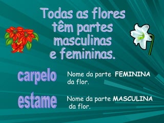 Todas as flores  têm partes masculinas  e femininas. carpelo estame Nome da parte  FEMININA  da flor. Nome da parte  MASCULINA  da flor. 