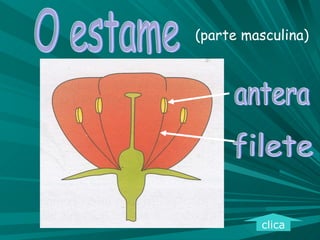 O estame (parte masculina) antera filete clica 