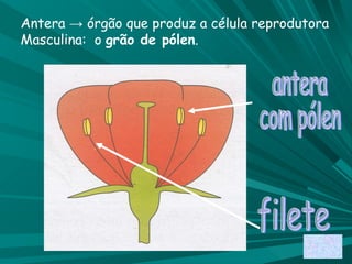 antera  com pólen filete Antera -> órgão que produz a célula reprodutora  Masculina:  o  grão de pólen . 