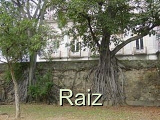 Raiz 