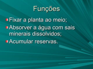 Funções Fixar a planta ao meio; Absorver a água com sais minerais dissolvidos; Acumular reservas.  