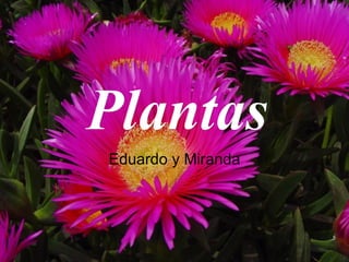 Plantas Eduardo y Miranda 
