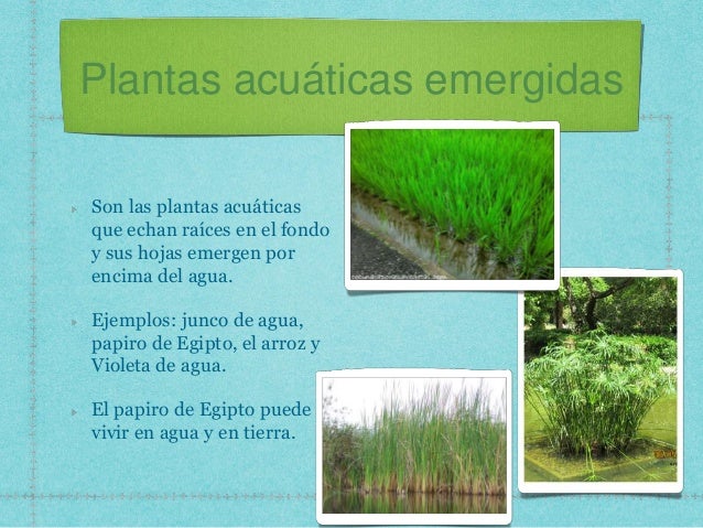 plantas acuáticas emergidas son las plantas acuáticas que echan plantas acuáticas emergidas son las plantas acuáticas que echan