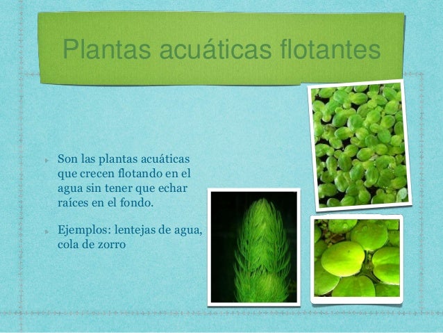 plantas acuáticas flotantes son las plantas acuáticas que crecen plantas acuáticas flotantes son las plantas acuáticas que crecen