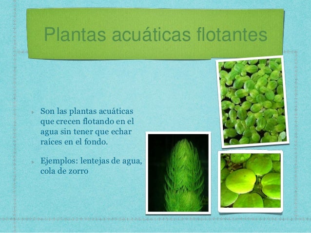 Plantas Acuaticas