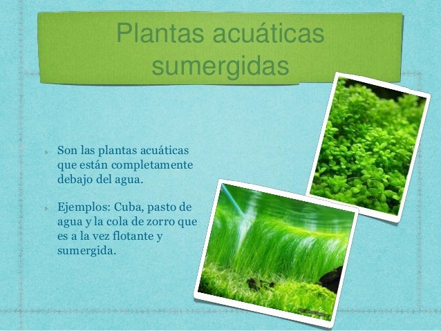 Plantas Acuaticas