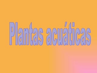 Plantas acuáticas 