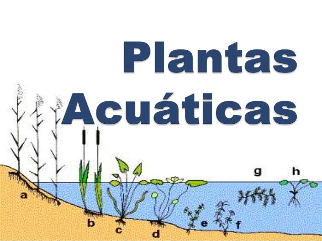 Las plantas acuáticas o micrófitos, son plantas adaptadas a los Las plantas acuáticas o micrófitos, son plantas adaptadas a los