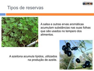 Tipos de reservas
A salsa e outras ervas aromáticas
acumulam substâncias nas suas folhas
que são usados no tempero dos
alimentos.
A azeitona acumula lípidos, utilizados
na produção de azeite.
 