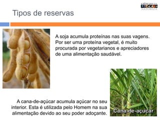 Tipos de reservas
A soja acumula proteínas nas suas vagens.
Por ser uma proteína vegetal, é muito
procurada por vegetarianos e apreciadores
de uma alimentação saudável.
A cana-de-açúcar acumula açúcar no seu
interior. Esta é utilizada pelo Homem na sua
alimentação devido ao seu poder adoçante.
 