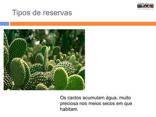 Tipos de reservas
Os cactos acumulam água, muito
preciosa nos meios secos em que
habitam.
 