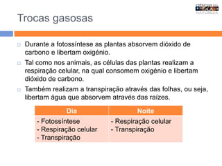 Trocas gasosas
 Durante a fotossíntese as plantas absorvem dióxido de
carbono e libertam oxigénio.
 Tal como nos animais, as células das plantas realizam a
respiração celular, na qual consomem oxigénio e libertam
dióxido de carbono.
 Também realizam a transpiração através das folhas, ou seja,
libertam água que absorvem através das raízes.
Dia Noite
- Fotossíntese
- Respiração celular
- Transpiração
- Respiração celular
- Transpiração
 