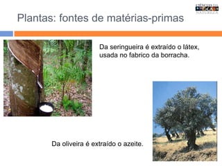 Plantas: fontes de matérias-primas
Da seringueira é extraído o látex,
usada no fabrico da borracha.
Da oliveira é extraído o azeite.
 