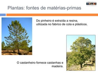 Plantas: fontes de matérias-primas
Do pinheiro é extraída a resina,
utilizada no fabrico de cola e plásticos.
O castanheiro fornece castanhas e
madeira.
 