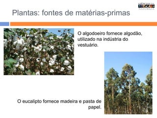 Plantas: fontes de matérias-primas
O algodoeiro fornece algodão,
utilizado na indústria do
vestuário.
O eucalipto fornece madeira e pasta de
papel.
 