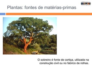 Plantas: fontes de matérias-primas
O sobreiro é fonte de cortiça, utilizada na
construção civil ou no fabrico de rolhas.
 