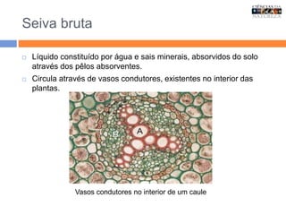 Seiva bruta
 Líquido constituído por água e sais minerais, absorvidos do solo
através dos pêlos absorventes.
 Circula através de vasos condutores, existentes no interior das
plantas.
Vasos condutores no interior de um caule
 