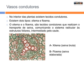 Vasos condutores
 No interior das plantas existem tecidos condutores.
 Existem dois tipos: xilema e floema.
 O xilema e o floema, são tecidos condutores que realizam o
transporte de seiva, comunicando o sistema radicular às
estruturas foliares, intermediado pelo caule.
A- Xilema (seiva bruta)
B- Floema (seiva
elaborada)
 