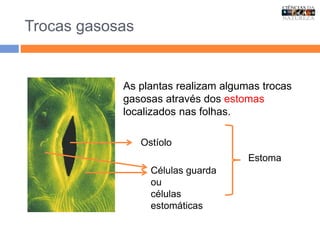 Trocas gasosas
Ostíolo
Células guarda
ou
células
estomáticas
As plantas realizam algumas trocas
gasosas através dos estomas
localizados nas folhas.
Estoma
 