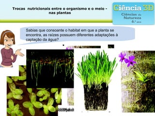 Trocas  nutricionais entre o organismo e o meio - 
nas plantas
As raízes da lentilha estão suspensas na água.
Sabias que consoante o habitat em que a planta se
encontra, as raízes possuem diferentes adaptações à
captação da água?
A maioria das plantas apresenta raízes subterrâneas.As plantas como a orquídea apresentam raízes aéreas.
 