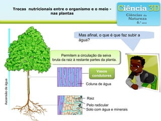 Trocas  nutricionais entre o organismo e o meio - 
nas plantas
Permitem a circulação da seiva
bruta da raiz à restante partes da planta.
Permitem a circulação da seiva
bruta da raiz à restante partes da planta.
Mas afinal, o que é que faz subir a
água?
Ascensãodeágua
Vasos 
condutores
Coluna de água
Solo com água e minerais
Pelo radicular
Raiz
 