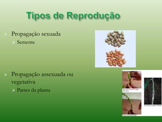  Propagação sexuada
 Semente
 Propagação assexuada ou
vegetativa
 Partes da planta
 