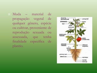  Muda – material de
propagação vegetal de
qualquer gênero, espécie
ou cultivar, proveniente de
reprodução sexuada ou
assexuada, que tenha
finalidade específica de
plantio.
 