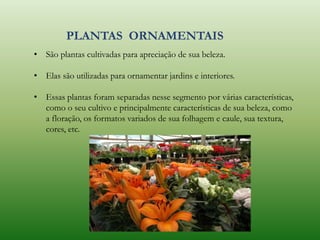 PLANTAS ORNAMENTAIS
• São plantas cultivadas para apreciação de sua beleza.
• Elas são utilizadas para ornamentar jardins e interiores.
• Essas plantas foram separadas nesse segmento por várias características,
como o seu cultivo e principalmente características de sua beleza, como
a floração, os formatos variados de sua folhagem e caule, sua textura,
cores, etc.
 