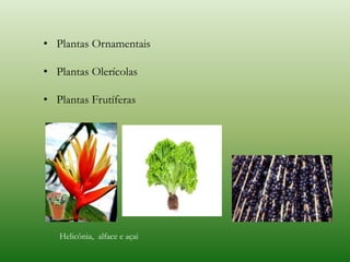 • Plantas Ornamentais
• Plantas Olerícolas
• Plantas Frutíferas
Helicônia, alface e açai
 