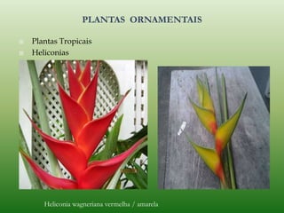  Plantas Tropicais
 Heliconias
 hehehe
Heliconia wagneriana vermelha / amarela
 