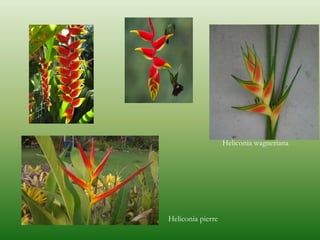 Heliconia wagneriana
Heliconia pierre
 