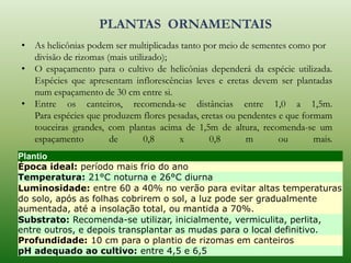 Plantio
Época ideal: período mais frio do ano
Temperatura: 21°C noturna e 26°C diurna
Luminosidade: entre 60 a 40% no verão para evitar altas temperaturas
do solo, após as folhas cobrirem o sol, a luz pode ser gradualmente
aumentada, até a insolação total, ou mantida a 70%.
Substrato: Recomenda-se utilizar, inicialmente, vermiculita, perlita,
entre outros, e depois transplantar as mudas para o local definitivo.
Profundidade: 10 cm para o plantio de rizomas em canteiros
pH adequado ao cultivo: entre 4,5 e 6,5
• As helicônias podem ser multiplicadas tanto por meio de sementes como por
divisão de rizomas (mais utilizado);
• O espaçamento para o cultivo de helicônias dependerá da espécie utilizada.
Espécies que apresentam inflorescências leves e eretas devem ser plantadas
num espaçamento de 30 cm entre si.
• Entre os canteiros, recomenda-se distâncias entre 1,0 a 1,5m.
Para espécies que produzem flores pesadas, eretas ou pendentes e que formam
touceiras grandes, com plantas acima de 1,5m de altura, recomenda-se um
espaçamento de 0,8 x 0,8 m ou mais.
 