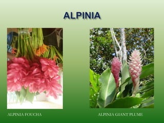 ALPINIA FOUCHA ALPINIA GIANT PLUME
 