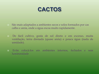  São mais adaptados a ambientes secos e solos formados por cas
calho e areia, onde a água escoa muito rapidamente.
 De fácil cultivo, gosta de sol direto e em excesso, muita
ventilação, terra drenada (quase areia) e pouca água (nada de
umidade).
 Evite colocá-los em ambientes internos, fechados e sem
luminosidade
 