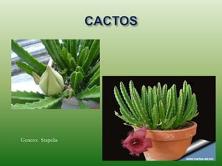 Genero: Stapelia
 