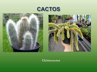 Cleistocactus
 