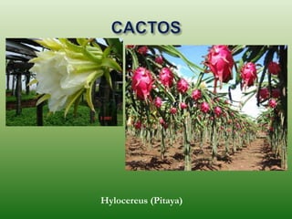 Hylocereus (Pitaya)
 