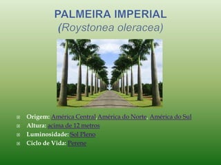  Origem: América Central,América do Norte, América do Sul
 Altura: acima de 12 metros
 Luminosidade: Sol Pleno
 Ciclo de Vida: Perene
 