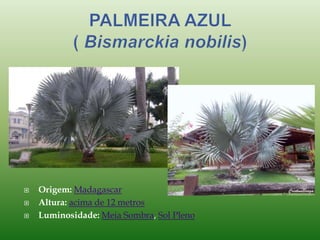  Origem: Madagascar
 Altura: acima de 12 metros
 Luminosidade: Meia Sombra, Sol Pleno
 