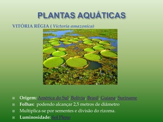 VITÓRIA RÉGIA ( Victoria amazonica)
 Origem: América do Sul, Bolívia, Brasil, Guiana, Suriname
 Folhas: podendo alcançar 2,5 metros de diâmetro
 Multiplica-se por sementes e divisão do rizoma.
 Luminosidade: Sol Pleno
 