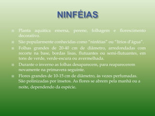  Planta aquática emersa, perene, folhagem e florescimento
decorativo.
 São popularmente conhecidas como “ninféias” ou “lírios d’água”.
 Folhas grandes de 20-40 cm de diâmetro, arredondadas com
recorte na base, bordas lisas, flutuantes ou semi-flutuantes, em
tons de verde, verde-escura ou avermelhada.
 Durante o inverno as folhas desaparecem, para reaparecerem
novamente na primavera seguinte.
 Flores grandes de 10-15 cm de diâmetro, às vezes perfumadas.
São polinizadas por insetos. As flores se abrem pela manhã ou a
noite, dependendo da espécie.
 