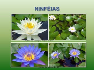 Nativa da África do Sul
Nativa da Europa, Ásia e África
 