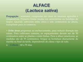 Propagação : sementes, compradas em casas de insumos agrícolas e
cooperativas. Primeiro forme mudas em sementeiras ou bandejas de
isopor. Quando estiverem entre cinco e sete centímetros de altura,
transplante para os canteiros.
• Evite áreas propensas ao encharcamento, para reduzir doenças nas
raízes. Para cultivares comuns, os espaçamentos devem ser de 30
centímetros entre as plantas e entre linhas. Para a alface americana, as
medidas são de 35 centímetros. Irrigue as hortaliças diariamente de
manhã ou final da tarde, dependendo do clima e tipo de solo.
 Colheita: 60 a 70 dias
 