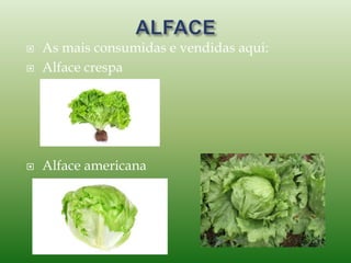  As mais consumidas e vendidas aqui:
 Alface crespa
 Alface americana
 