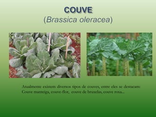 Atualmente existem diversos tipos de couves, entre eles se destacam:
Couve manteiga, couve-flor, couve de bruxelas, couve roxa...
 