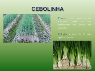 Plantio : por sementes ou
touceiras, pode ser em
sementeiras ou direto no
canteiro.
Colheita: a partir de 70 dias
após o plantio
 