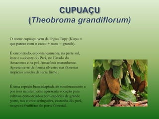 O nome cupuaçu vem da língua Tupy (Kupu =
que parece com o cacau + uasu = grande).
É encontrado, espontaneamente, na parte sul,
leste e sudoeste do Pará, no Estado do
Amazonas e na pré-Amazônia maranhense.
Apresenta-se de forma silvestre nas florestas
tropicais úmidas da terra firme .
É uma espécie bem adaptada ao sombreamento e
por isso naturalmente apresenta vocação para
cultivos consorciados com espécies de grande
porte, tais como: seringueira, castanha-do-pará,
mogno e frutíferas de porte florestal.
 