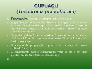  Propagação: mais utilizado é por meio de sementes
 A germinação inicia aos dez dias e a repicagem para os sacos
plásticos deverá ser feita quando as mudas atingirem 20 cm de
altura, fazendo seleção das mudas por desenvolvimento, formação
e estado de sanidade.
 Os canteiros deverão ter no máximo 20 metros de comprimento,
de 1 m a 1.20 m de largura, e altura entre 20 cm a 30 cm, para
facilitar o manejo
 O método de propagação vegetativa do cupuaçuzeiro mais
utilizado é a enxertia
 O espaçamento para o cupuaçuzeiro varia de 5m x 5m (400
plantas/há) até 8m x 8m (156 plantas/ha).

 