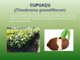  A produtividade depende da cultivar, do clima, do solo das
práticas e do manejo. O início da produção ocorre entre 18 a 24
meses após o plantio.
 